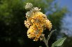Arbre aux papillons, jaune