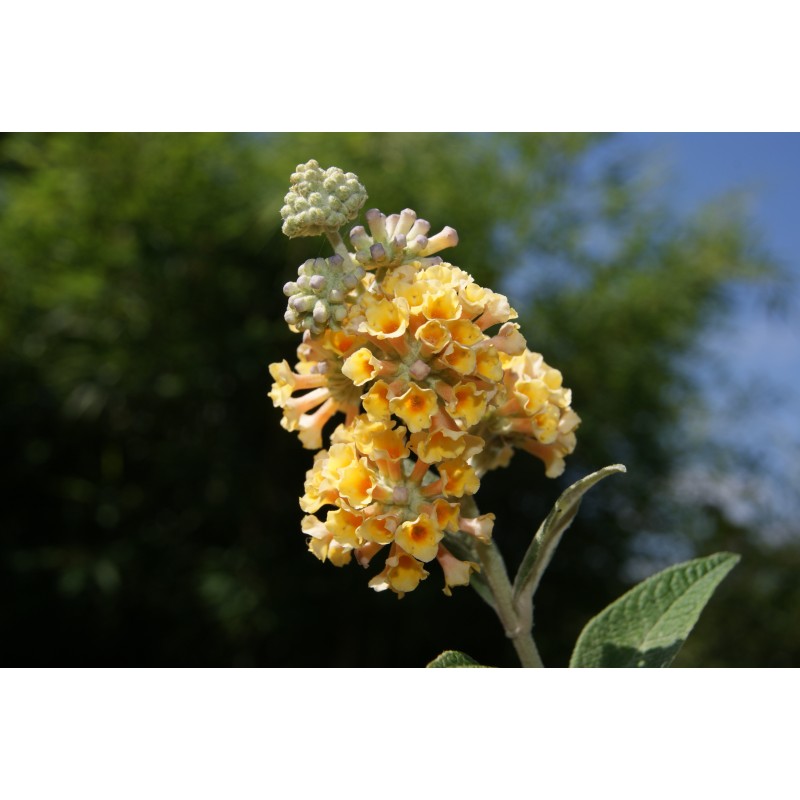 Butterfly Bush With Yellow Leaves Ideas of Europedias