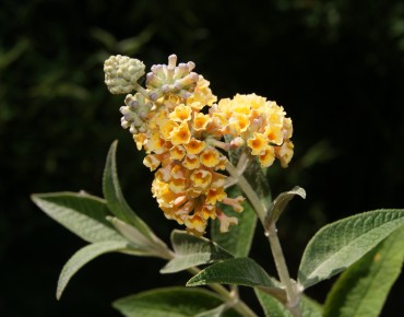 Arbre aux papillons, jaune