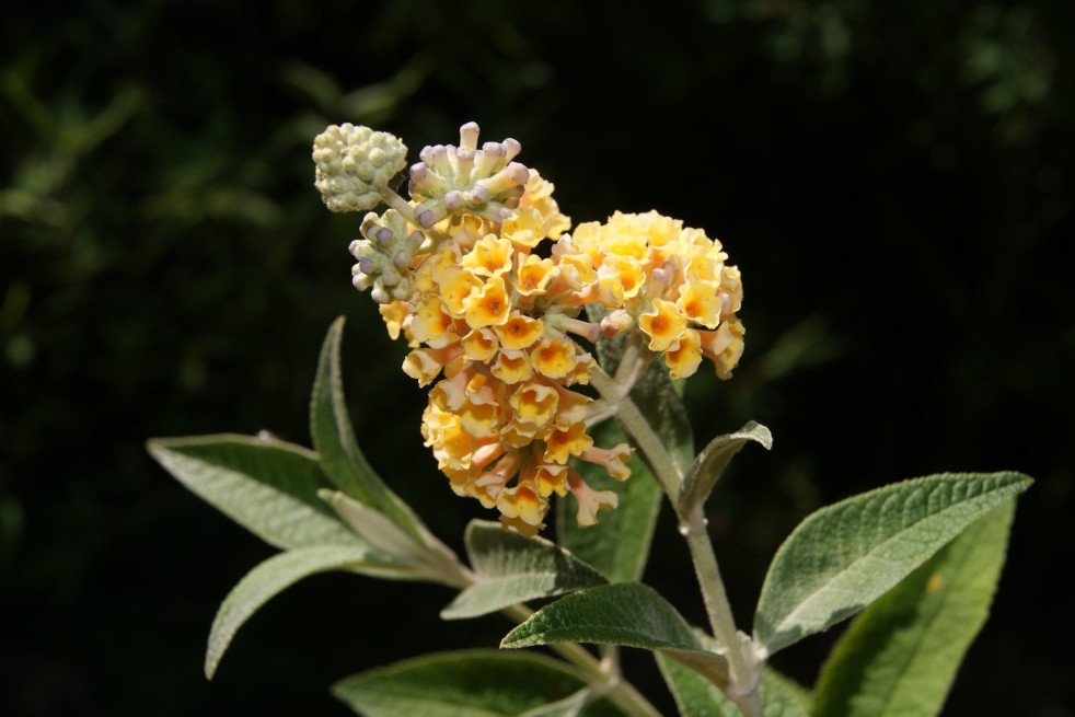 Arbre aux papillons, jaune