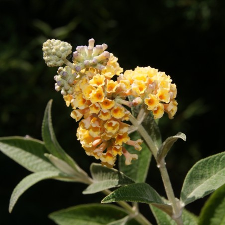 Arbre aux papillons, jaune