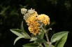 Arbre aux papillons, jaune