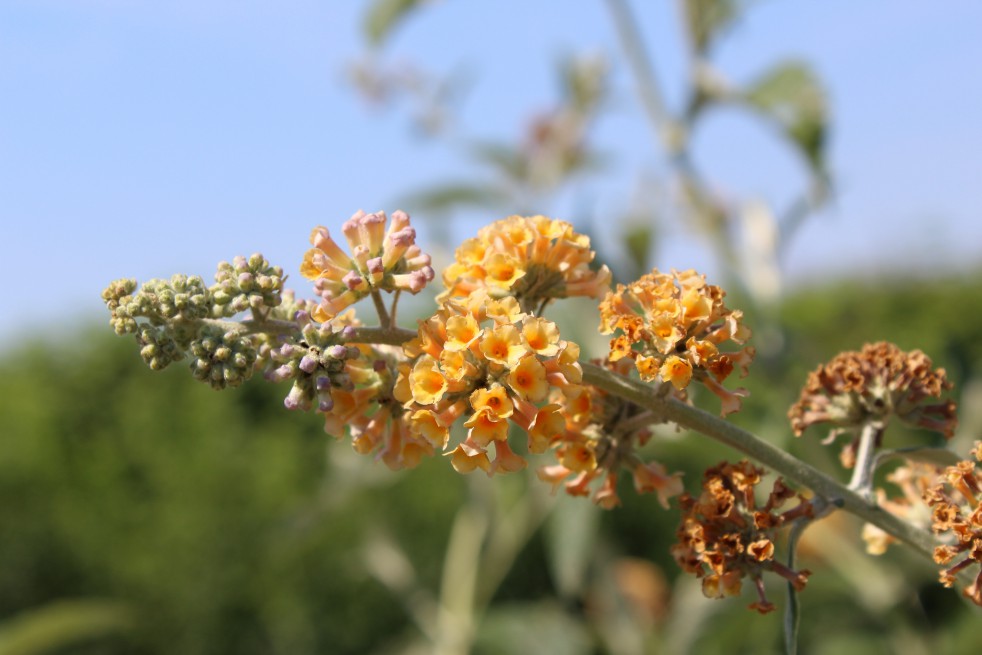 Arbre aux papillons, jaune