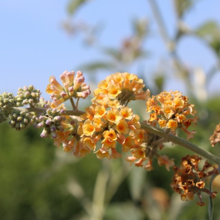 Arbre aux papillons, jaune