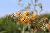 Arbre aux papillons, jaune