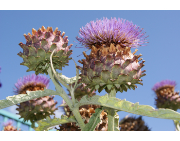 Purple artichoke