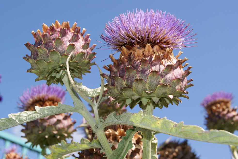 Purple artichoke