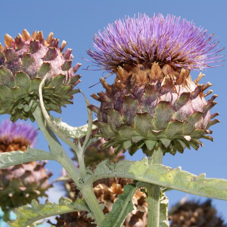 Purple artichoke