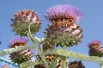 Purple artichoke