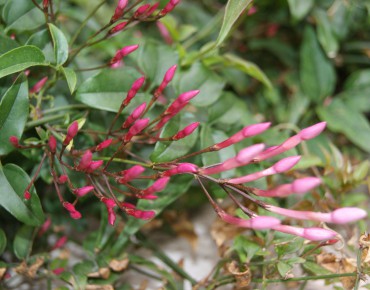 Large-flowered jasmine