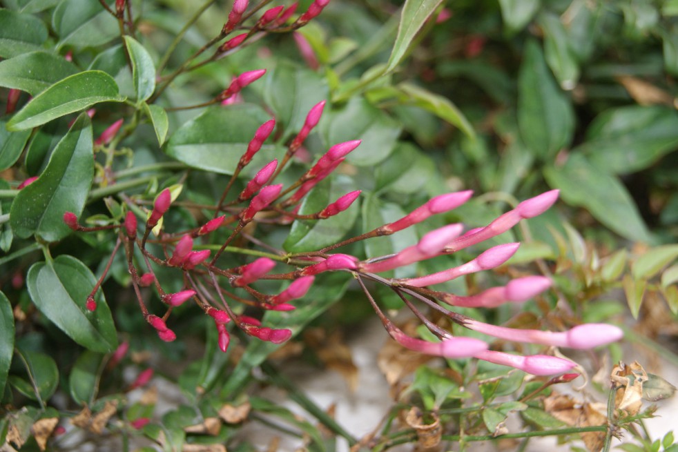 Large-flowered jasmine