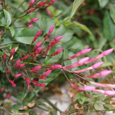 Large-flowered jasmine