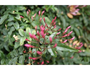 Large-flowered jasmine