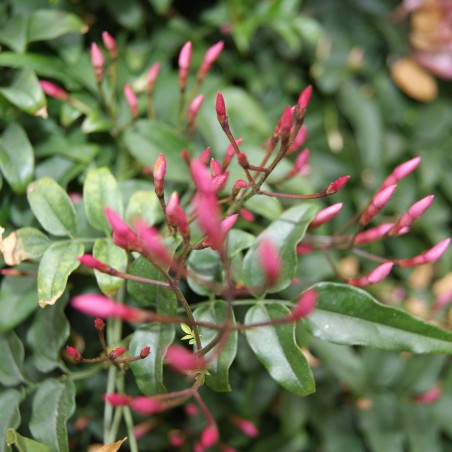 Large-flowered jasmine