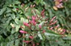 Large-flowered jasmine