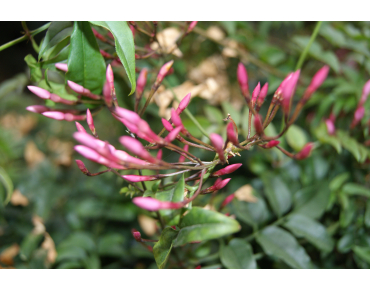 Large-flowered jasmine