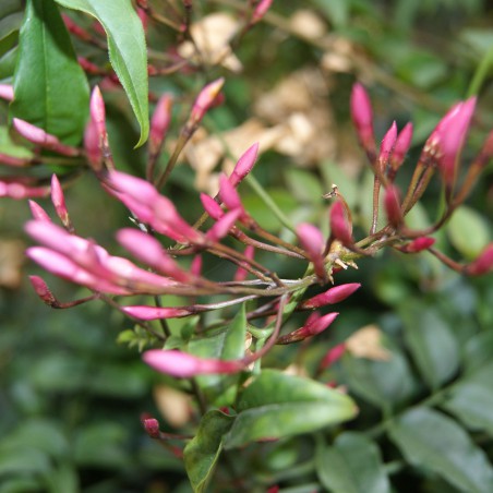 Jasmin blanc Affine