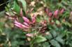 Large-flowered jasmine