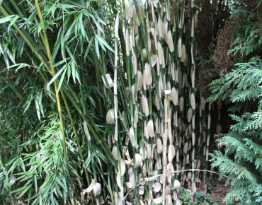 Bamboe Fargesia Robusta Pingwu
