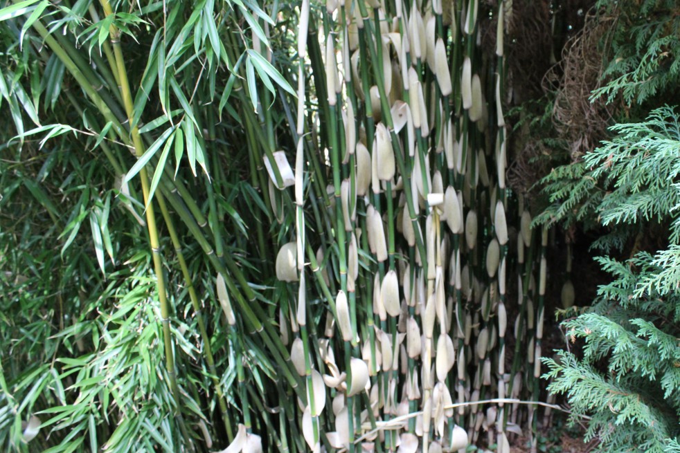 Bamboe Fargesia Robusta Pingwu