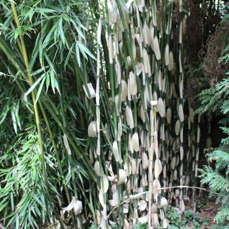 Bambou Fargesia Robusta Pingwu