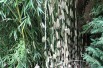 Bamboo Fargesia Robusta Pingwu