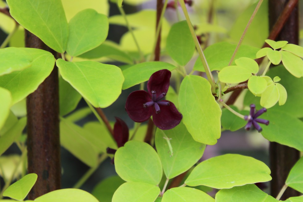 Vigne chocolat Vigne chocolat