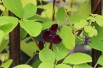 Vigne chocolat Vigne chocolat