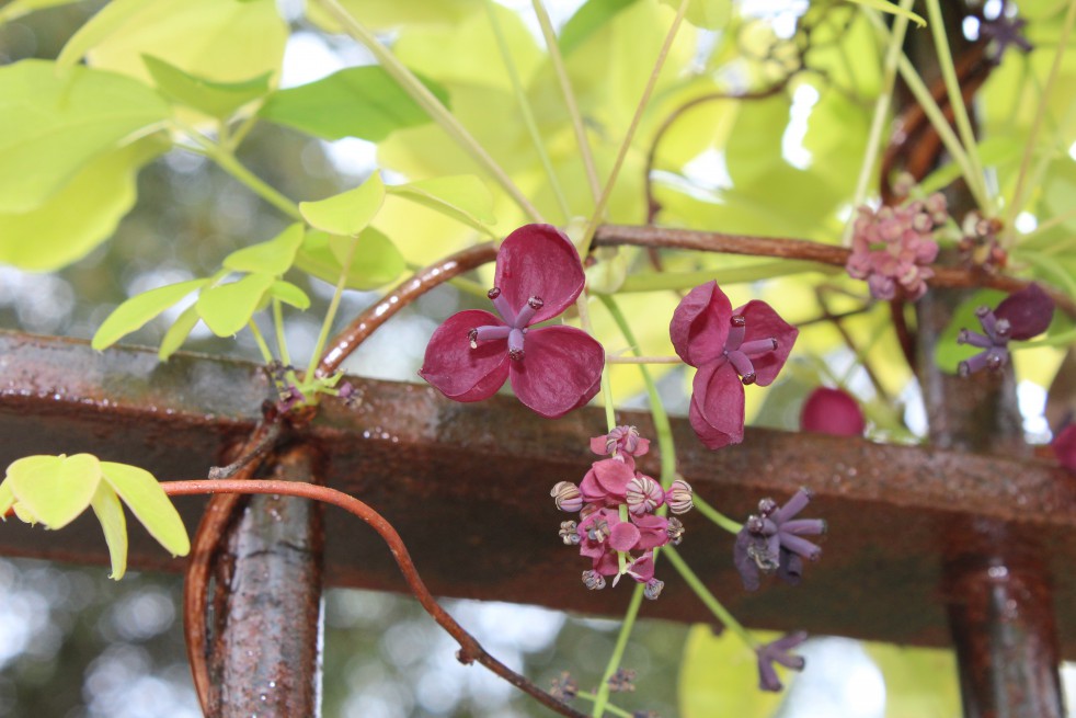 Vigne chocolat Vigne chocolat