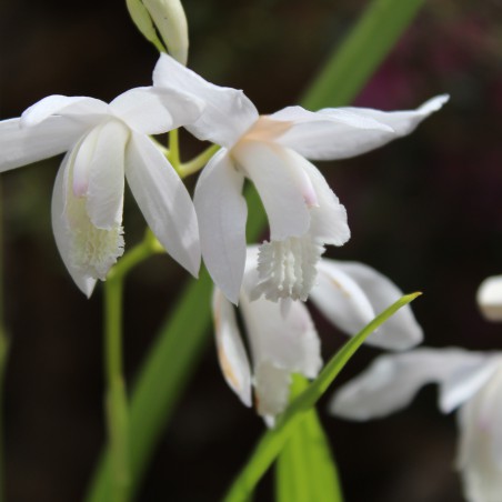 Weisse Japanorchidee - Mehrjährige Orchidee