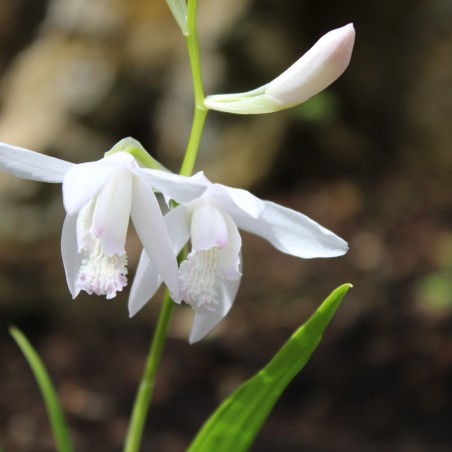 Weisse Japanorchidee - Mehrjährige Orchidee