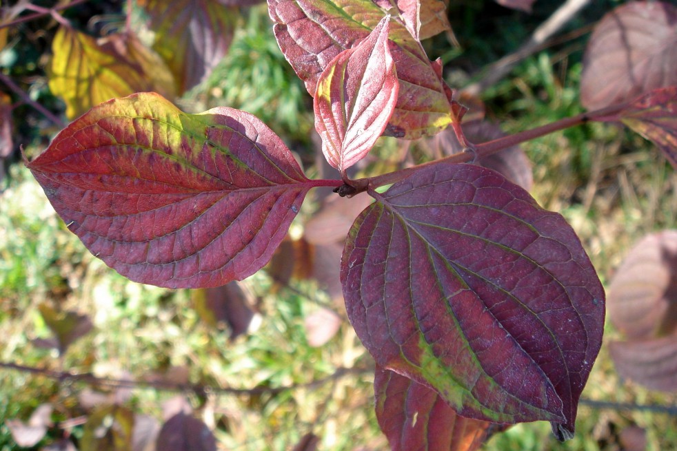 Common dogwood