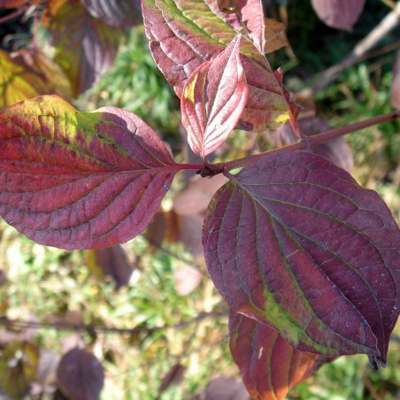Common dogwood