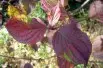 Common dogwood