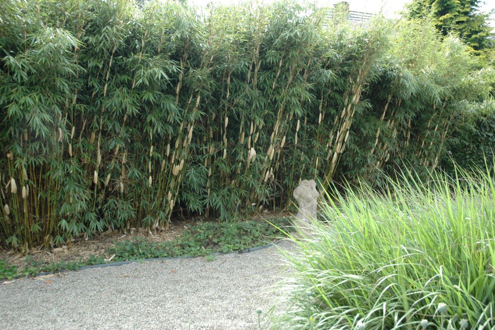 Bamboo Fargesia Robusta Pingwu