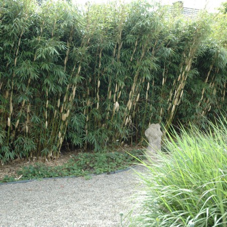 Bamboo Fargesia Robusta Pingwu
