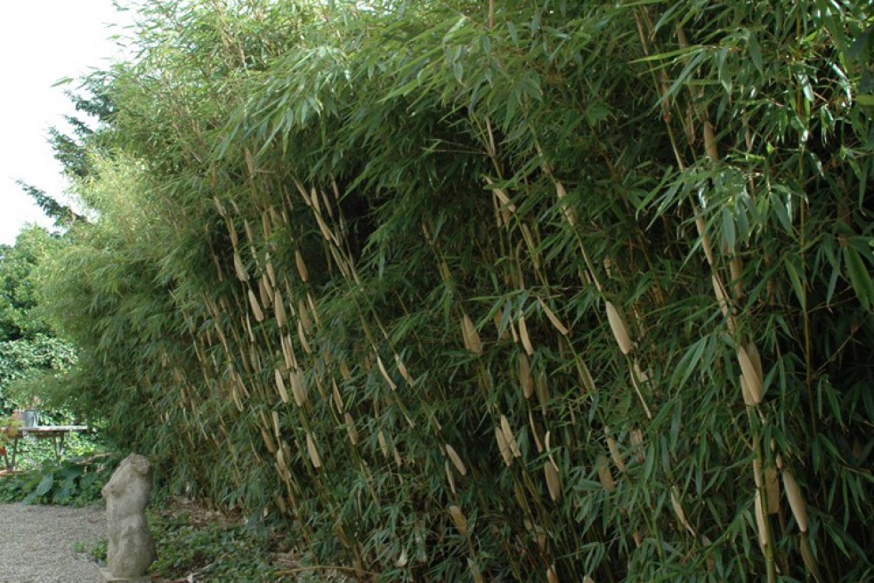 Bamboe Fargesia Robusta Pingwu