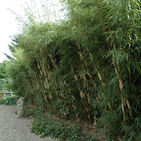 Bamboo Fargesia Robusta Pingwu
