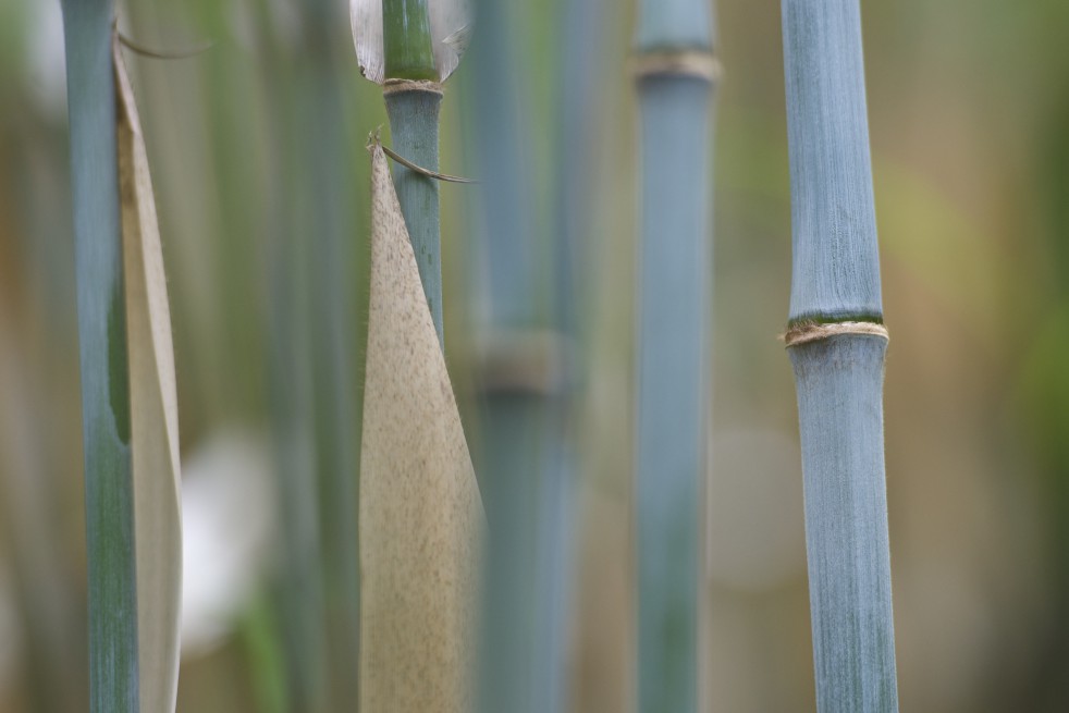 Bambou Fargesia Blue Dragon