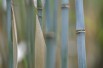 Bamboe Fargesia Blue Dragon