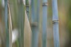 Bamboo Fargesia Blue Dragon