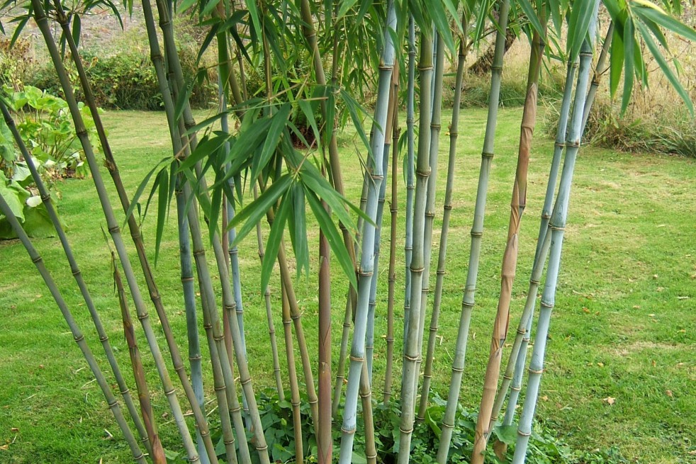 Bamboo Fargesia Blue Dragon