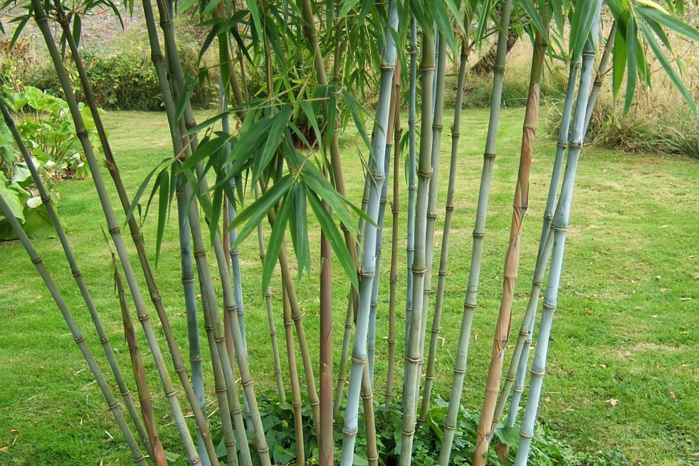 Bamboo Fargesia Blue Dragon