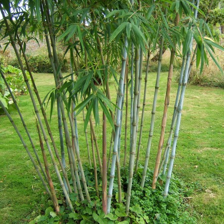 Bamboe Fargesia Blue Dragon
