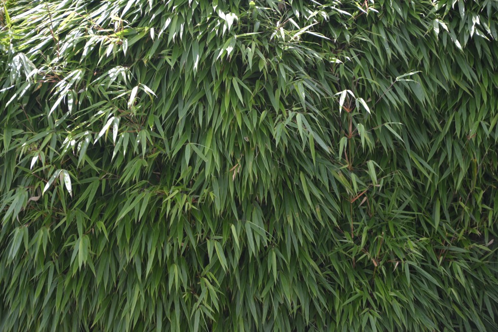 Bambou Fargesia Robusta Pingwu