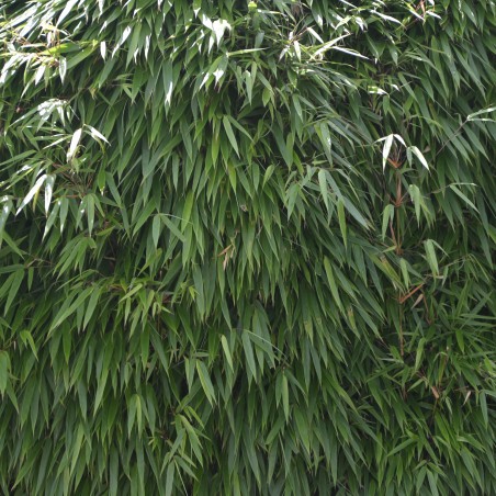 Bambou Fargesia Robusta Pingwu