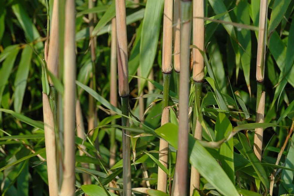Bamboe Fargesia Green Dragon