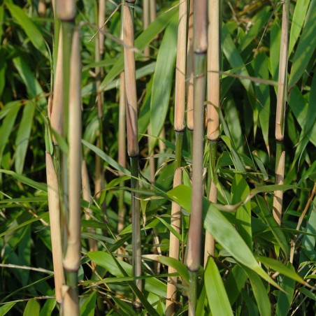 Bambou Fargesia Green Dragon