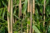 Bamboe Fargesia Green Dragon