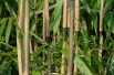 Bamboo Fargesia Green Dragon